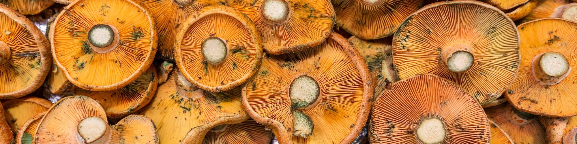 Economia, Mig Ambient i Ciències Bàsiques